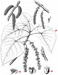 Westliche Balsam-Pappel - Populus trichocarpa Hook. 