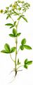 Ternate-Leaved Cinquefoil - Potentilla norvegica L.