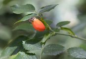 Dog Rose - Rosa balsamica Besser
