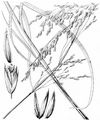 Tall Fescue - Schedonorus arundinaceus (Schreb.) Dumort.