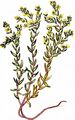 Einjährige Fetthenne - Sedum annuum L.