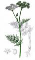 Doubtful Chickweed - Selinum dubium (Schkuhr) Leute