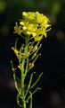 Austrian Rocket - Sisymbrium austriacum Jacq.