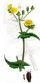 Kohl-Gänsedistel - Sonchus oleraceus L.