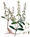 Einjähriger Ziest - Stachys annua (L.) L.