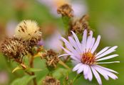 Confused Michaelmas-Daisy - Symphyotrichum novi-belgii (L.) G. L. Nesom