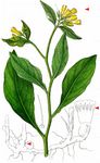Knollen-Beinwell - Symphytum tuberosum L. 