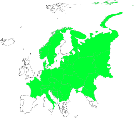 Asperula tinctoria
