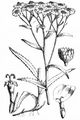 Sumpf-Schafgarbe - Achillea ptarmica L.