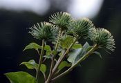 Große Klette - Arctium lappa L.
