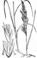 Sumpf-Reitgras - Calamagrostis canescens (Weber) Roth