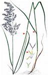  - Calamagrostis purpurea (Trin.) Trin. 
