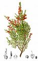 Besenheide - Calluna vulgaris (L.) Hull
