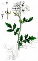 Bitteres Schaumkraut - Cardamine amara L.