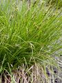 Igel-Segge - Carex echinata Murray