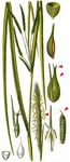 Scheinzypergras-Segge - Carex pseudocyperus L. 