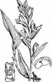 Weißes Waldvögelein - Cephalanthera damasonium (Mill.) Druce
