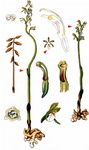 Korallenwurz - Corallorhiza trifida Châtel. 