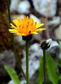 Gold-Pippau - Crepis aurea (L.) Cass.