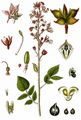 Diptam - Dictamnus albus L.