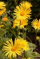 Österreichische Gemswurz - Doronicum austriacum Jacq.