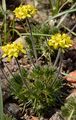 Immergrünes Hungerblümchen - Draba aizoides L.