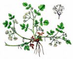 Knotenblütiger Sellerie - Helosciadium nodiflorum (L.) W. D. J. Koch