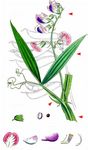 Breitblättrige Wald-Platterbse - Lathyrus sylvestris L. 