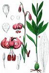 Türkenbund - Lilium martagon L. 