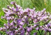 Common Sea-Lavender - Limonium vulgare Mill.