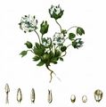 Lomatogonium - Lomatogonium carinthiacum (Wulfen) Rchb.