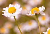 Echte Kamille - Matricaria chamomilla L.