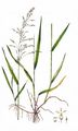 Wood Millet - Milium effusum L.