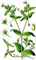 Wasserdarm - Myosoton aquaticum (L.) Moench