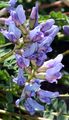 Berg-Fahnenwicke - Oxytropis jacquinii Bunge