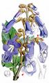 Foxglove-Tree - Paulownia tomentosa (Thunb.) Siebold & Zucc.