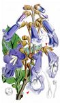 Chinesischer Blauglockenbaum - Paulownia tomentosa (Thunb.) Siebold & Zucc. 