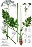 Hirschwurz - Peucedanum cervaria (L.) Lapeyr. 