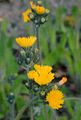 Wiesen-Habichtskraut - Pilosella caespitosa (Dumort.) P. D. Sell & C. West