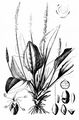 Mittel-Wegerich - Plantago media L.