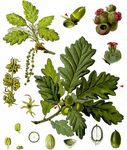 Trauben-Eiche - Quercus petraea (Matt.) Liebl. 
