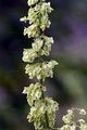 Scottish Dock - Rumex aquaticus L.