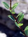  - Salix foetida Schleich.