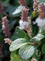 Net-Leaved Willow - Salix reticulata L.