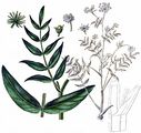 Großer Merk - Sium latifolium L.
