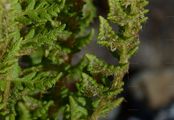 Südlicher Wimperfarn - Woodsia ilvensis (L.) R. Br.