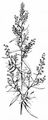 Estragon - Artemisia dracunculus L.