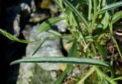 Peach-Leaved Bellflower - Campanula persicifolia L.