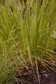 Draht-Segge - Carex diandra Schrank