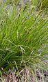 Igel-Segge - Carex echinata Murray